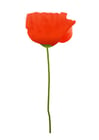 Image coquelicot