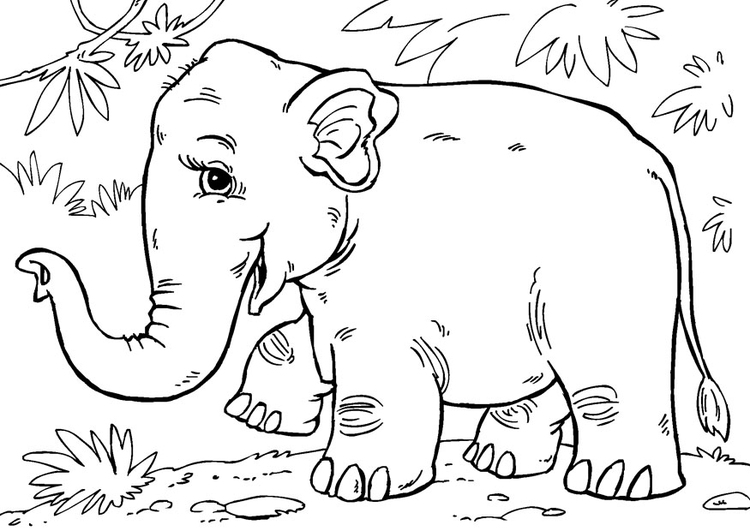 coloriage elephant d asie coloriages gratuits a imprimer dessin 27868 support tache conseils peinture aquarelle sur sol en vinyle pas de cire pointe
