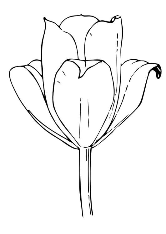 la tulipe