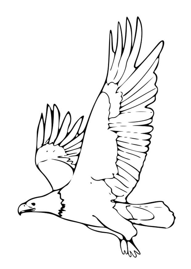 Coloriage aigle