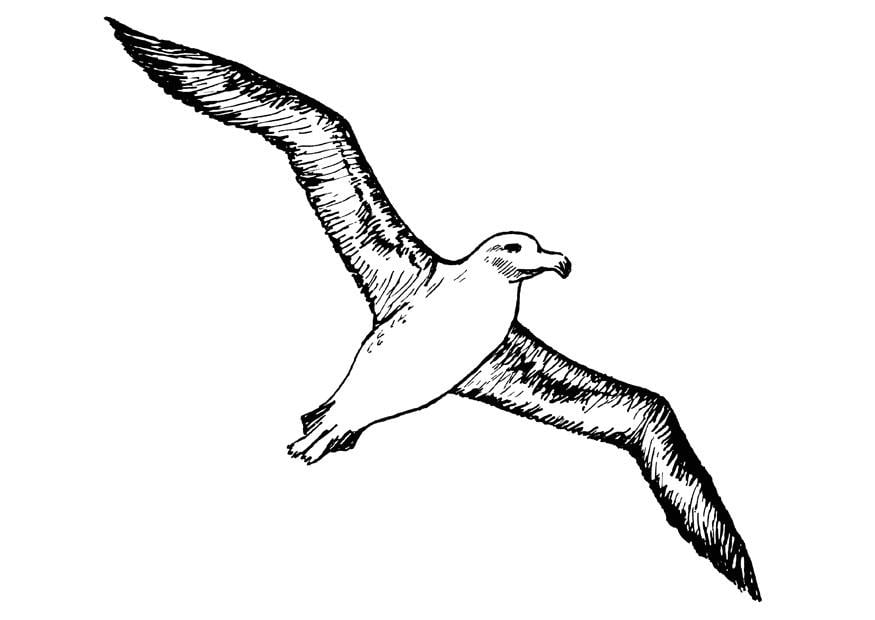 Coloriage albatros