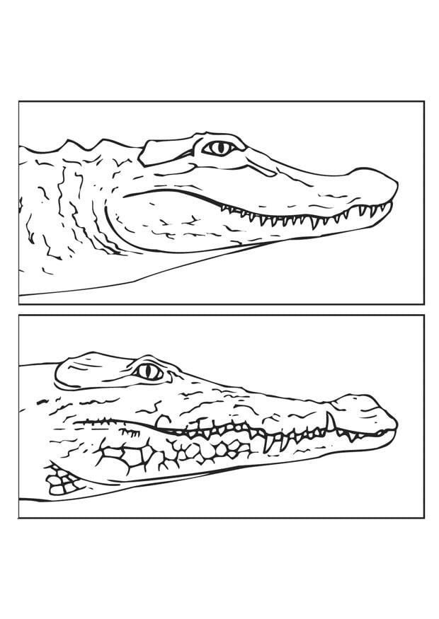 Coloriage alligator - crocodil