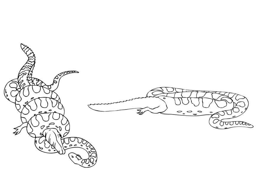 Coloriage anaconda qui mange un caiman