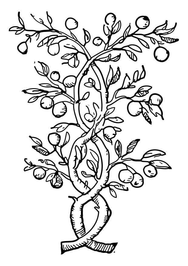 Coloriage arbre fruitier