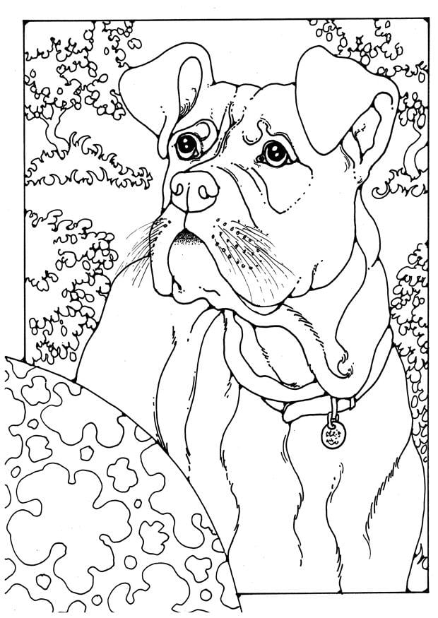 Coloriage boxer