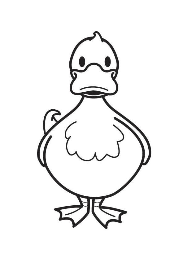 Coloriage canard