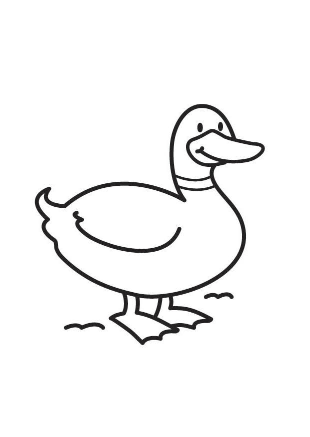 Coloriage canard