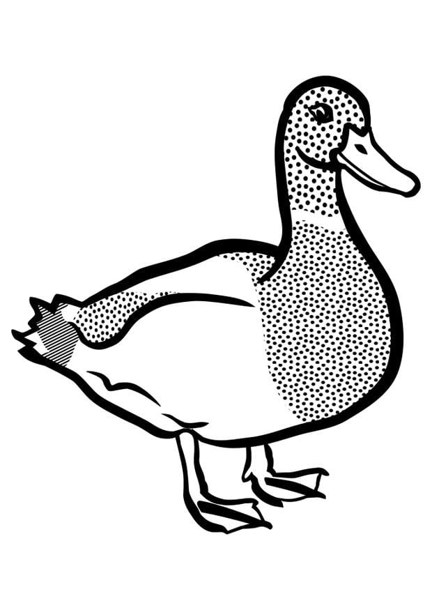 Coloriage canard