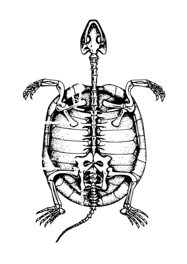 Coloriage carcasse de tortue