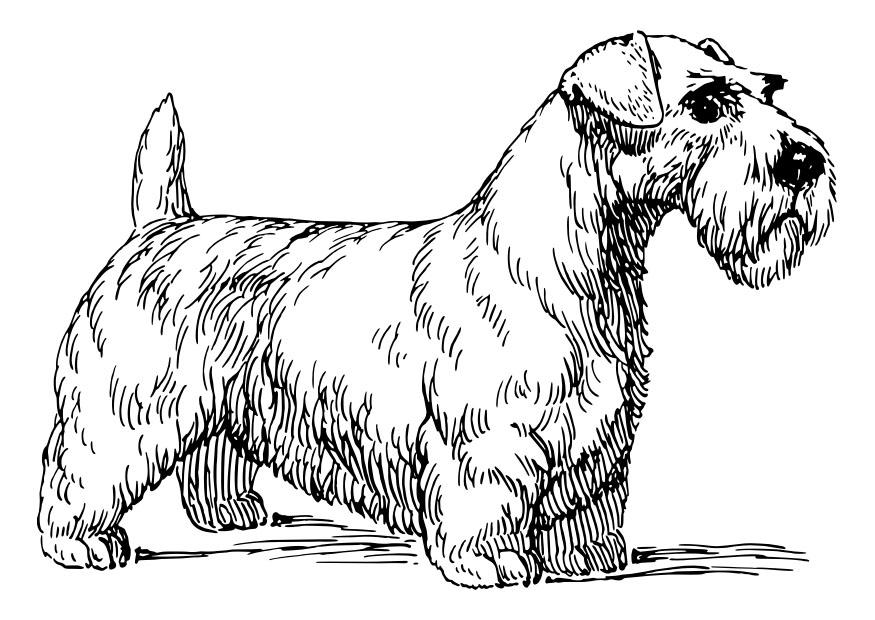 Coloriage chien - sealyham terrier