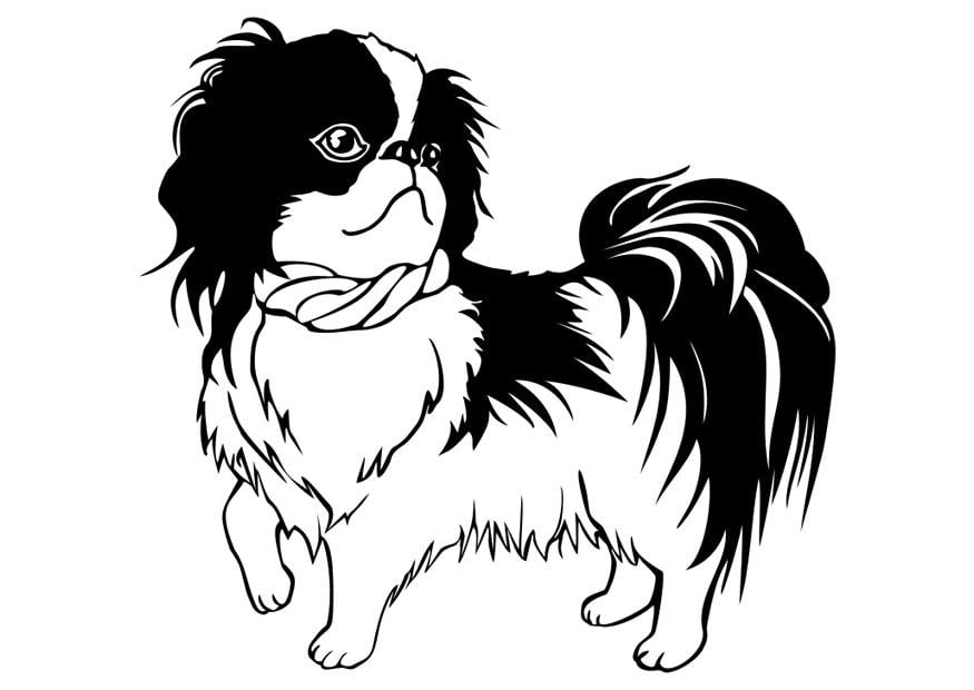 Coloriage chien - shih tzu