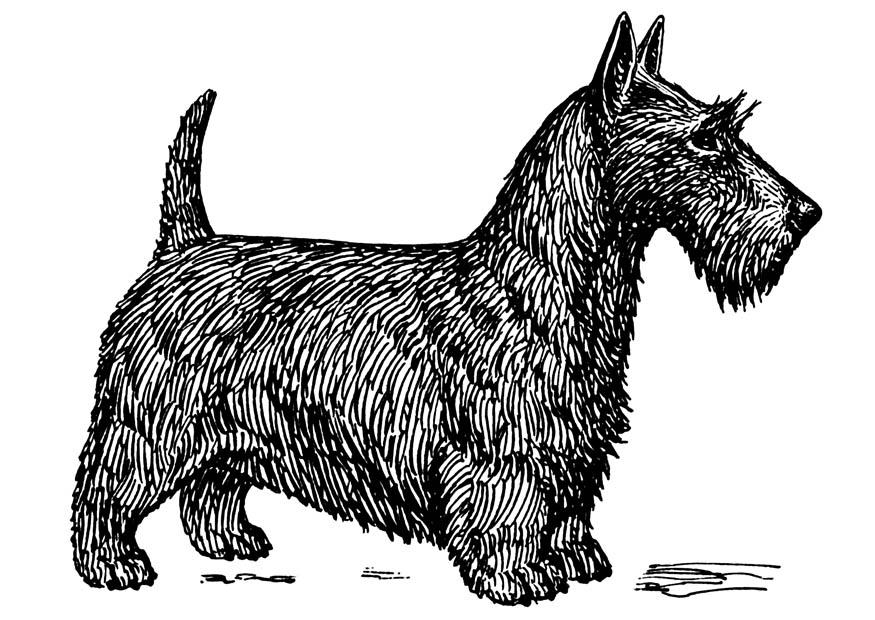 Coloriage chien - terrier A©cossais