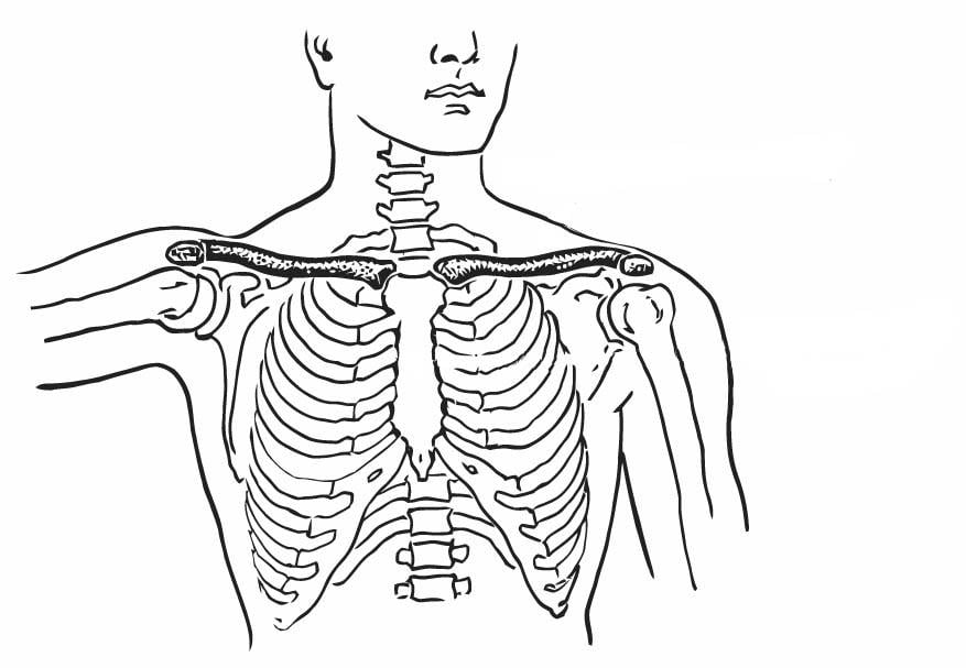 Coloriage clavicule et sternum