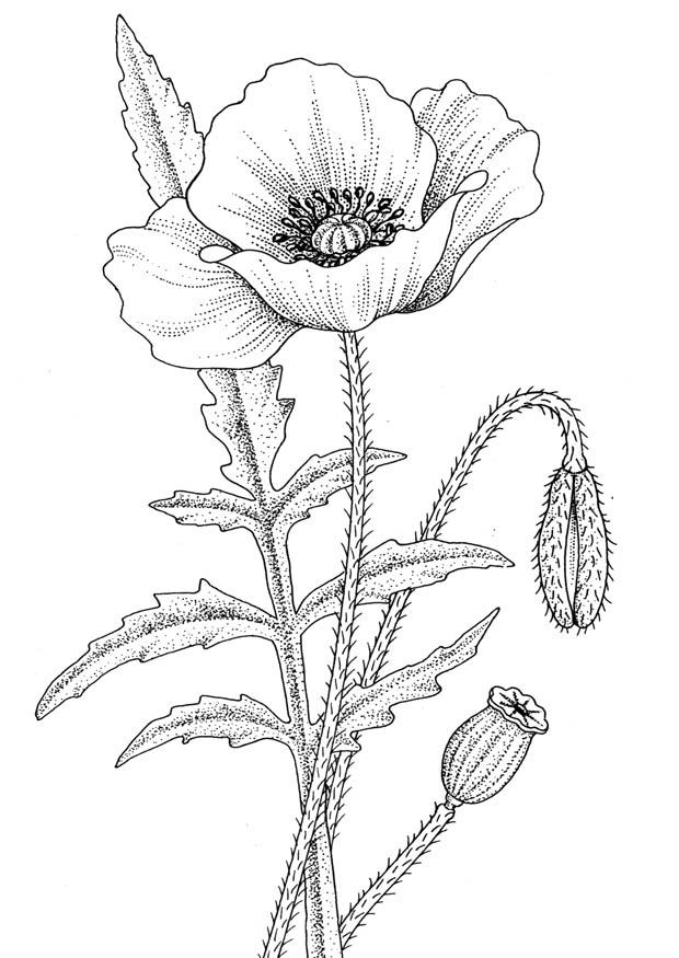 Coloriage coquelicot