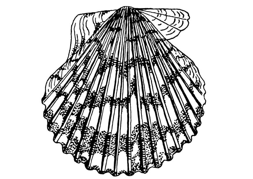 Coloriage coquille saint jacques