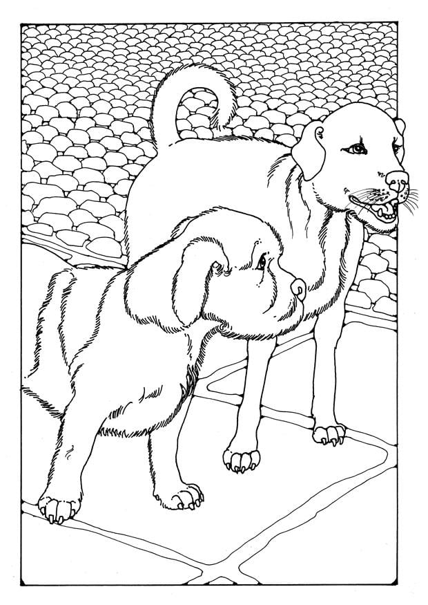 Coloriage deux chiens