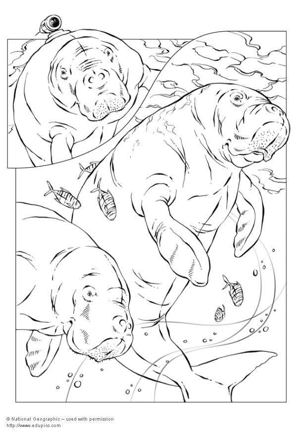 Coloriage dugongs