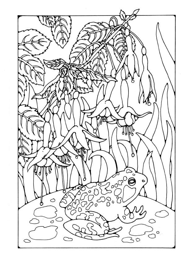 Coloriage fuchsia avec une grenouille