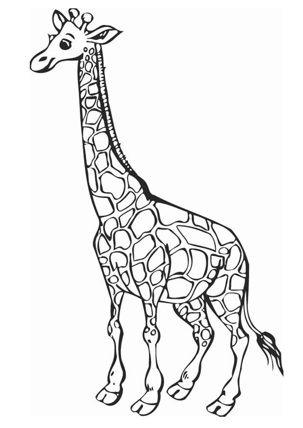 Coloriage girafe