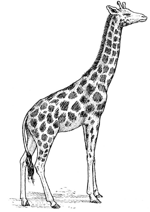 Coloriage girafe