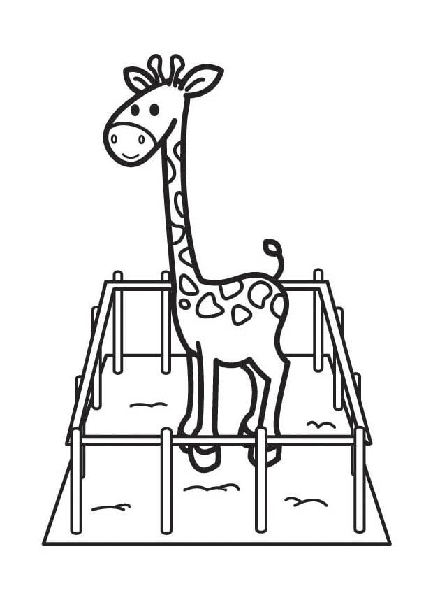 Coloriage girafe