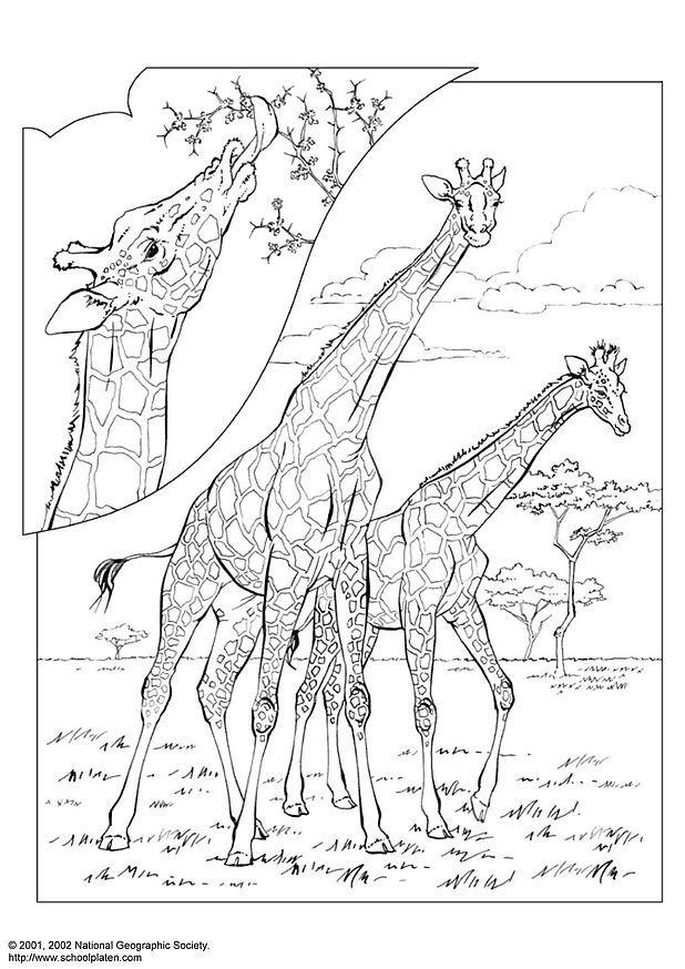 Coloriage girafe