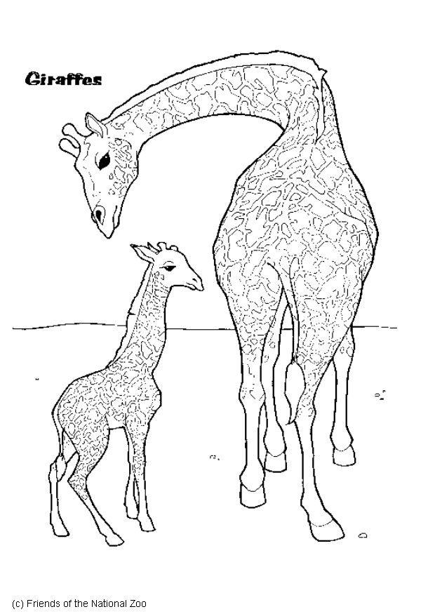 Coloriage girafe