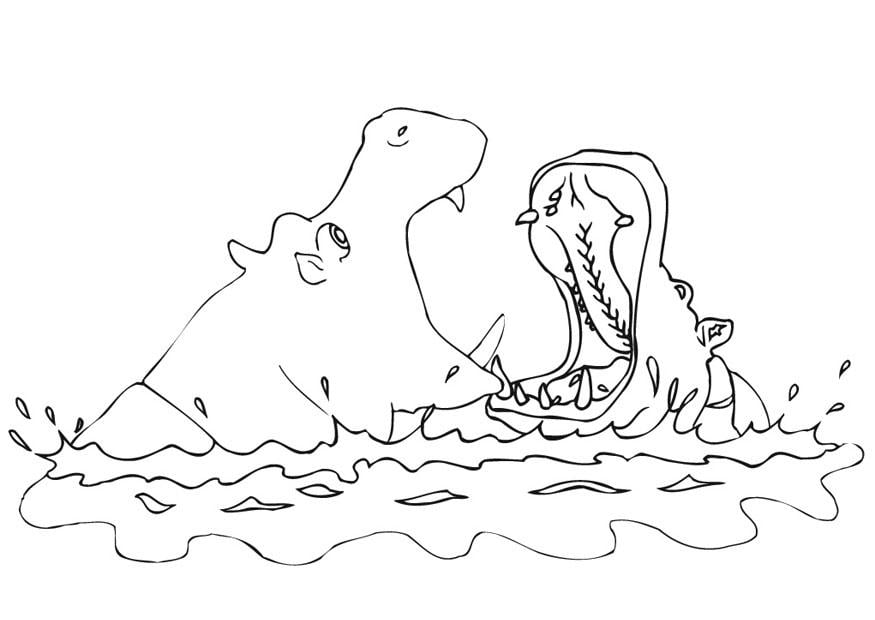 Coloriage hippopotames