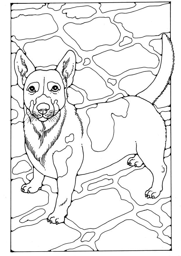 Coloriage jack russel