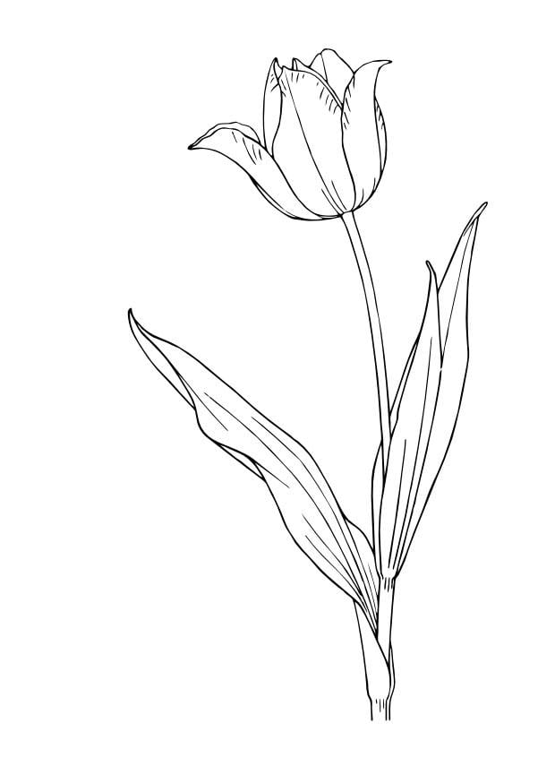 Coloriage la tulipe