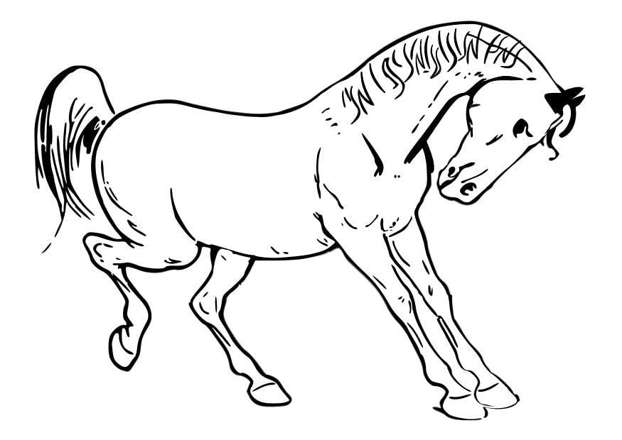 Coloriage le cheval