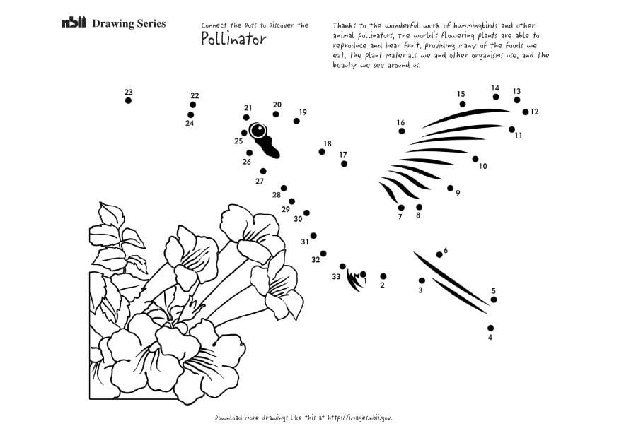 Coloriage le colibris