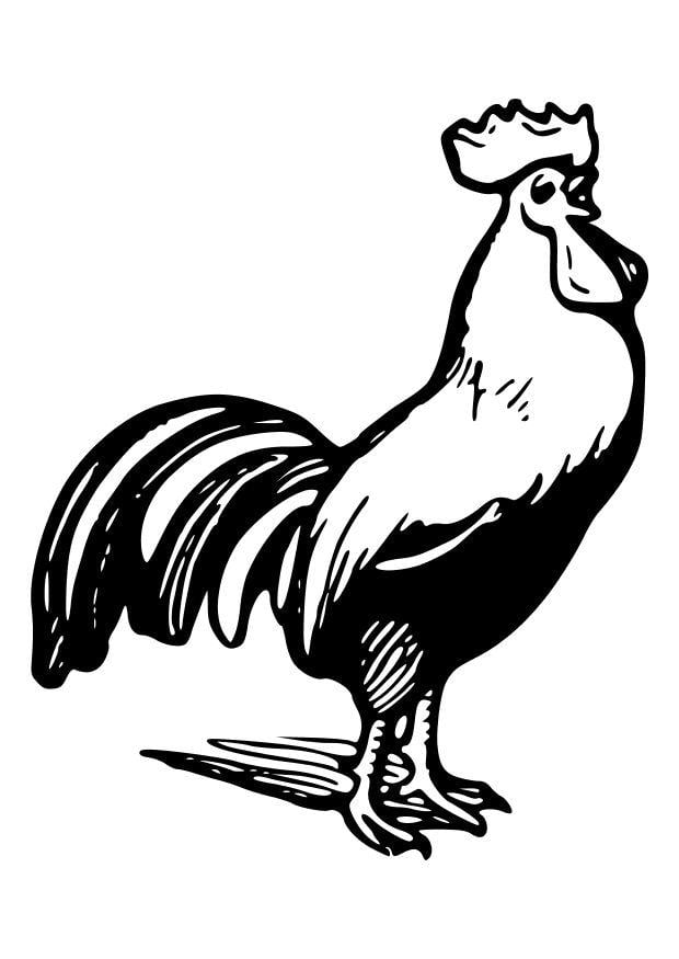 Coloriage le coq