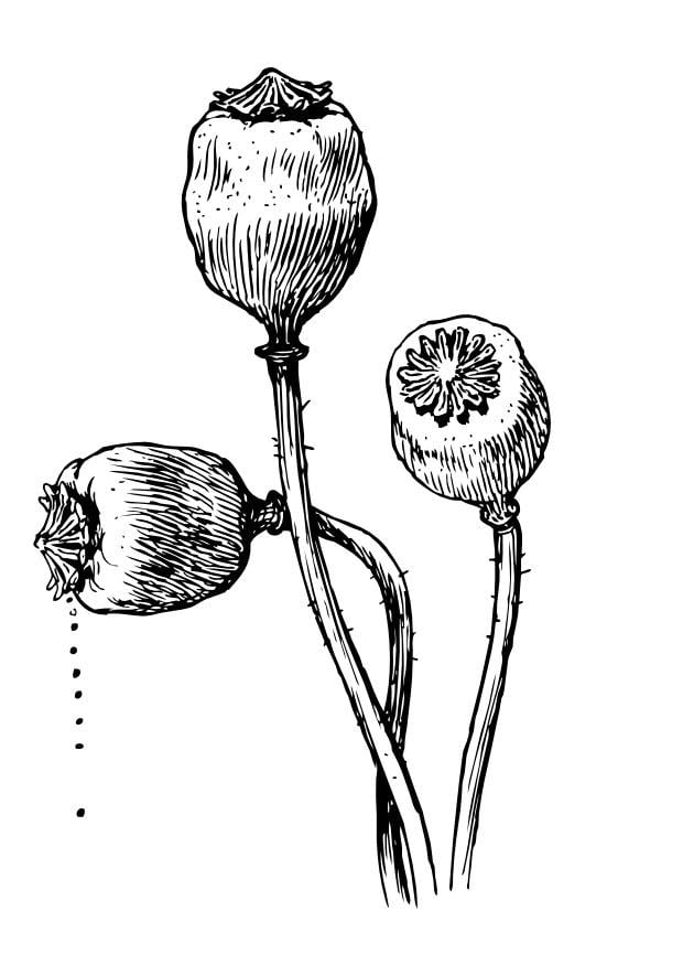 Coloriage le coquelicot