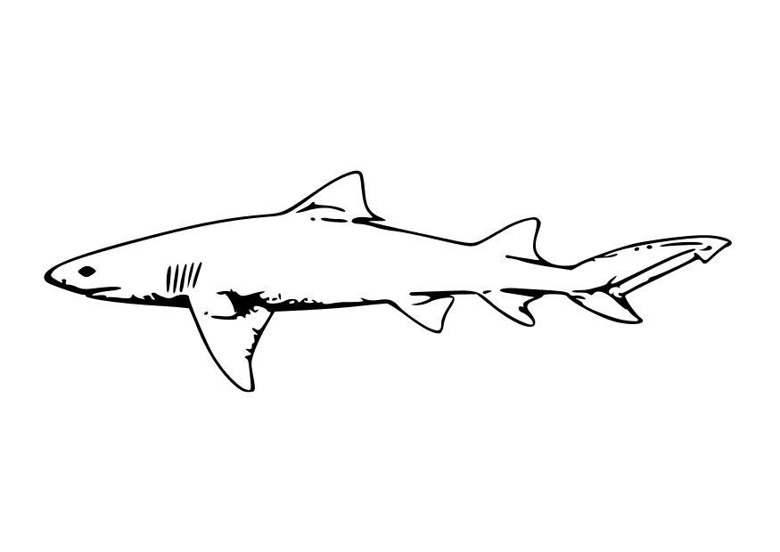 Coloriage le requin