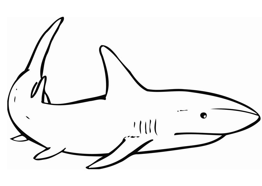 Coloriage le requin