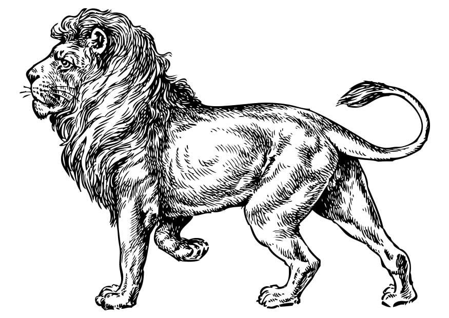 Coloriage lion