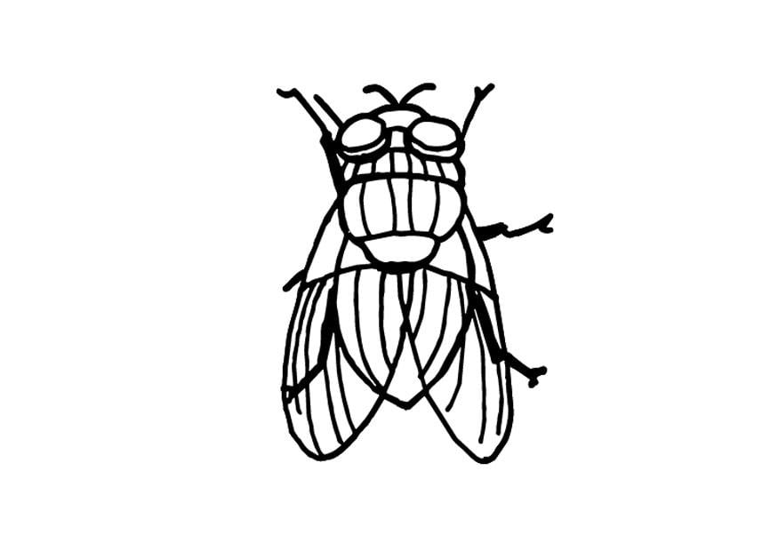 Coloriage mouche