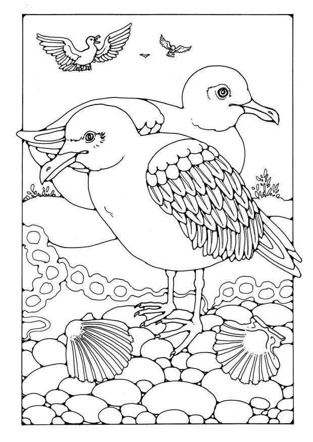 Coloriage mouettes