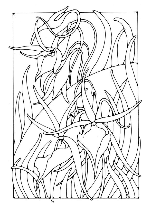 Coloriage orchidA©e