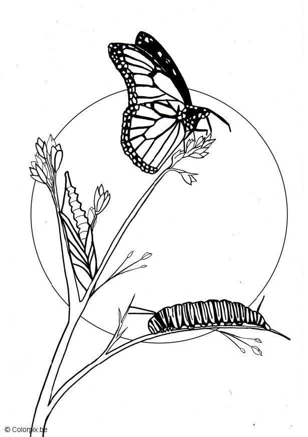 Coloriage papillon