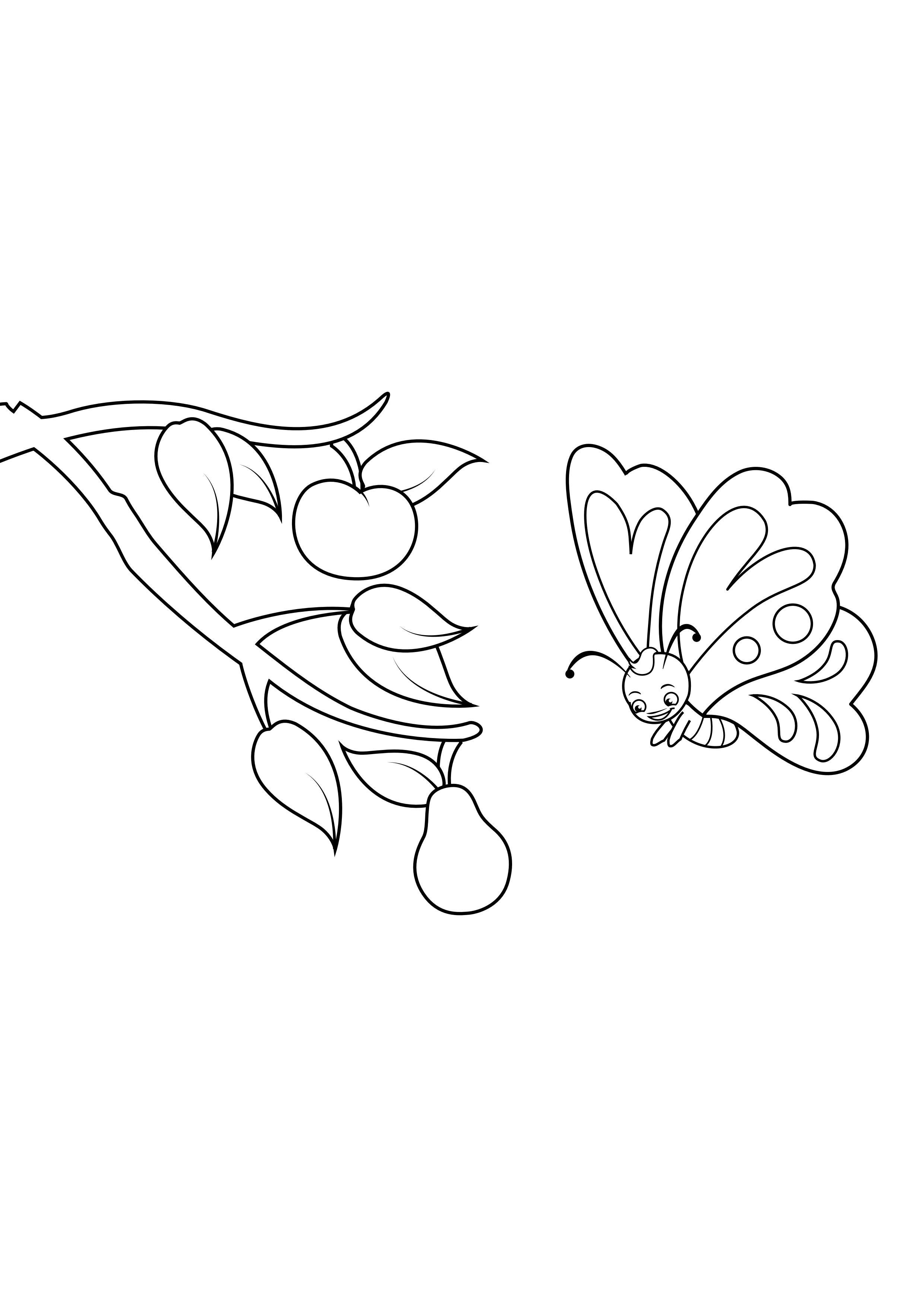 Coloriage papillon voit poire