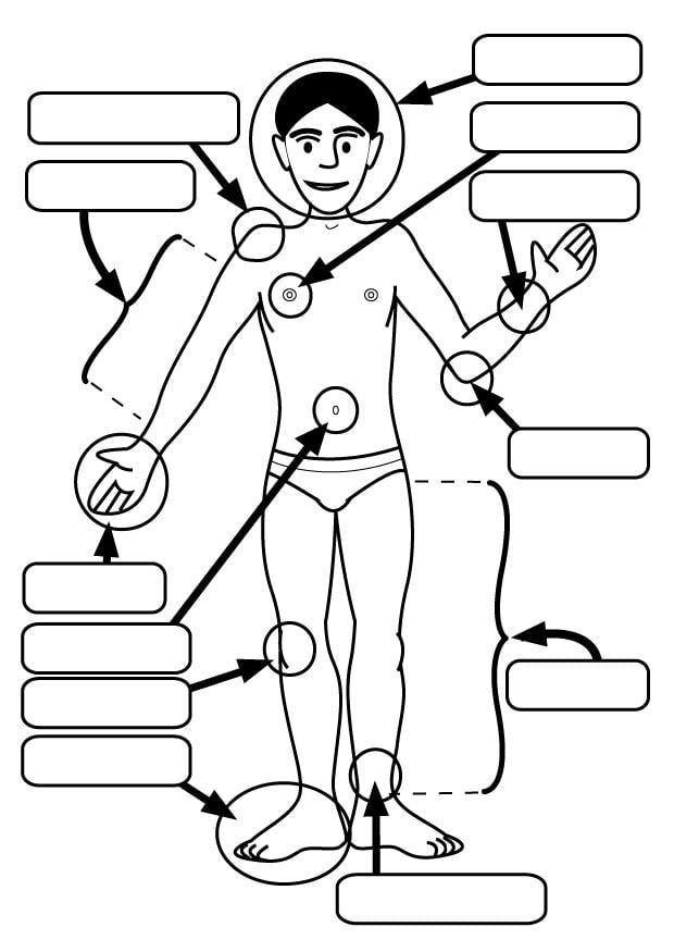 Coloriage parties du corps