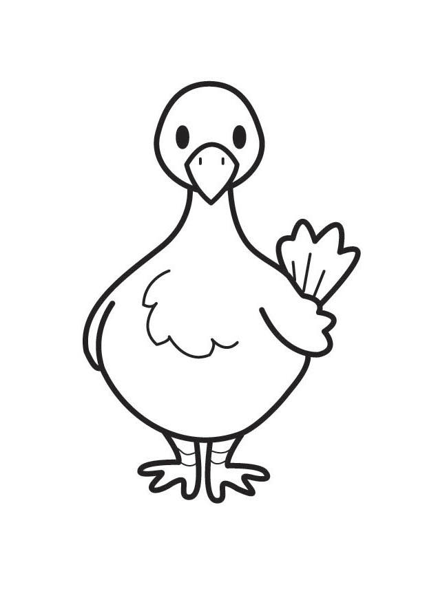 Coloriage pigeon