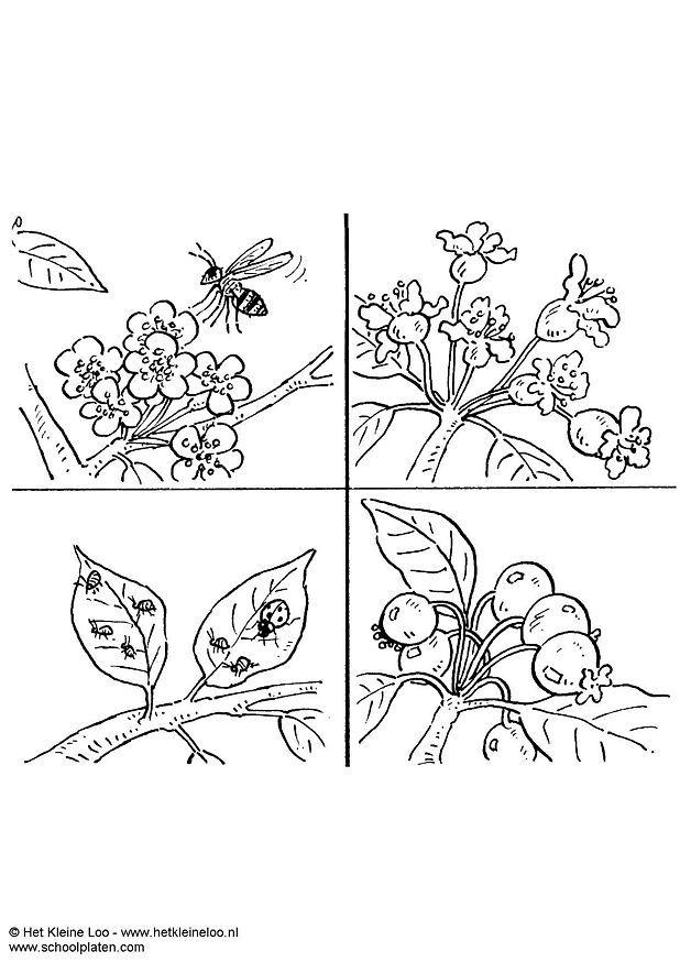 Coloriage pollinisation