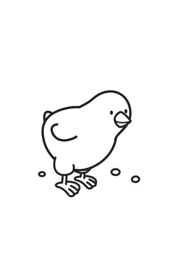 Coloriage poussin