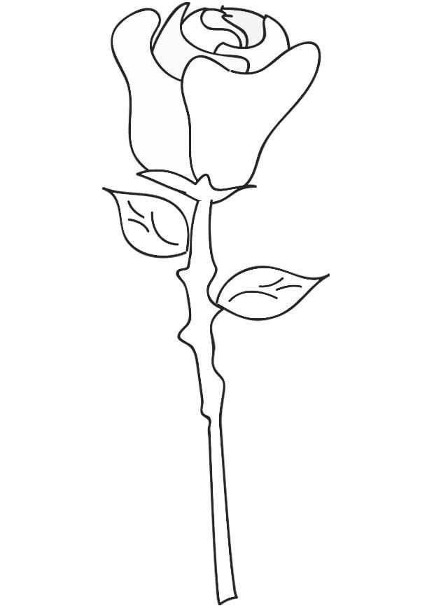 Coloriage rose