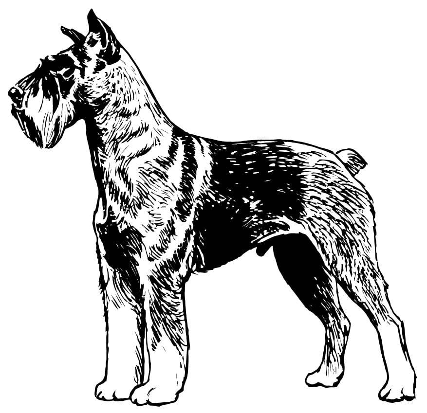 Coloriage schnauzer