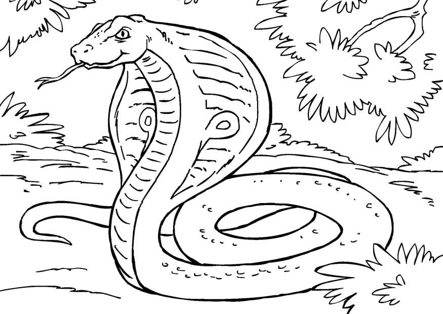 Coloriage serpent - cobra