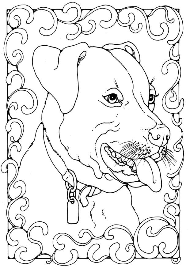 Coloriage staffordshire bull terrier